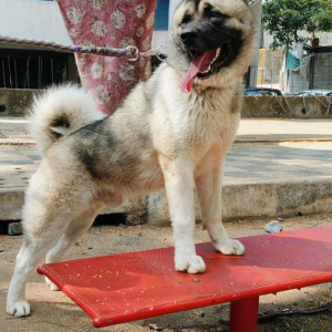 A White-Brown Mix Husky Dog Missing from Warje, Pune
