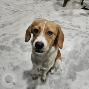 Missing: White-Brown Mix Male Beagle Dog from Nizampet Bhavyas Anadam