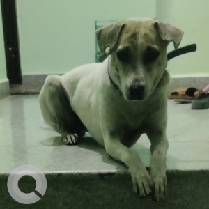 Missing: Black and White Male Indie Dog from Decathlon Hosur Road
