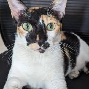 Missing: Black and White Female Calico Cat from Verde society, Kalyani Nagar, Pune