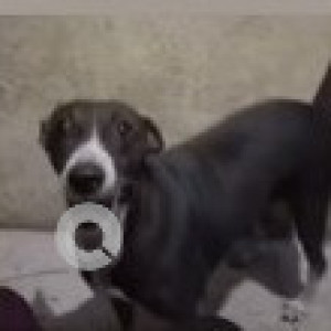 A Black and White Indie Dog Missing from Choolaimedu, Chennai