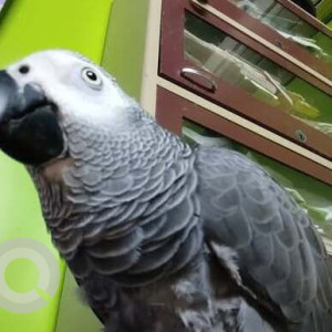 A White and Grey African grey parrot Bird Missing from Dhankawadi, Pune