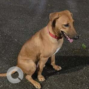 A Brown Indie Dog Found from East of Kailash, New Delhi