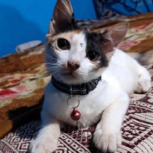Missing: Black and White Female Indie Cat from Velsao