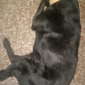 A Black Labrador Dog Missing from Azad Ganj, Jhansi