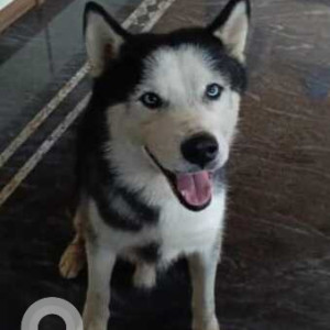 Found: Black and White Male Husky Dog from Hebbal Dasrahalli