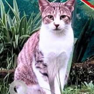 Missing: Black and White Female Indie Cat from BTM Layout 2nd phase