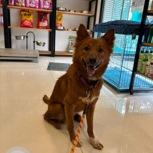A Brown Indie Dog Found from Bengaluru