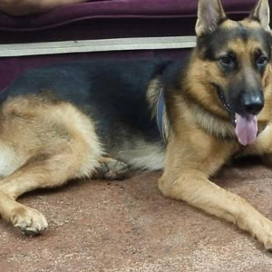 A Black and Brown German Shepherd Dog Missing from Choolaimedu, Chennai
