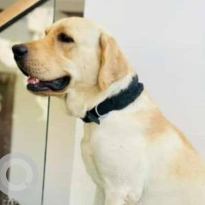 Missing: White Male Labrador Dog from Chhatrapati Nagar, Beed bypass Aurangabad (Chhatrapati Sambhajinagar)