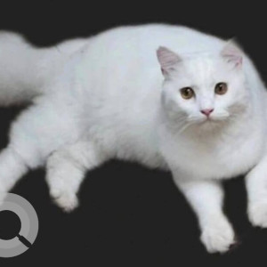 A White Persian Cat Missing from Khobra Waddo, Calangute