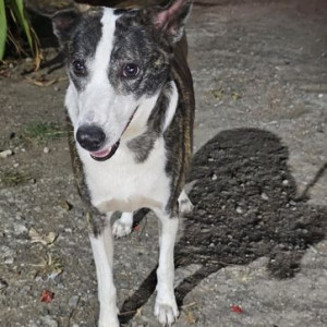 Found: White and Grey Female Indie Dog from Bavdhan