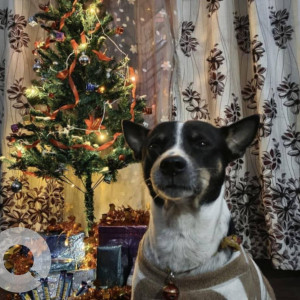 A Black and White Indie Dog Missing from Odalbakra, Guwahati