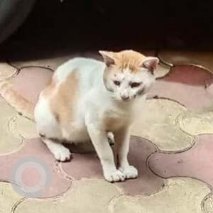 A White-Brown Mix Indie Cat Found from Khar West, Mumbai