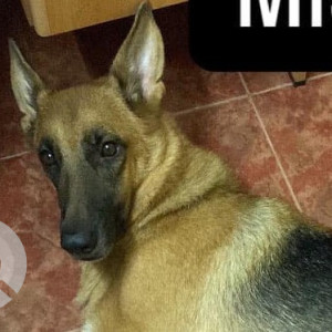 Missing: Black and Brown Female German Shepherd Dog from Dongorim Nuvem Salcete
