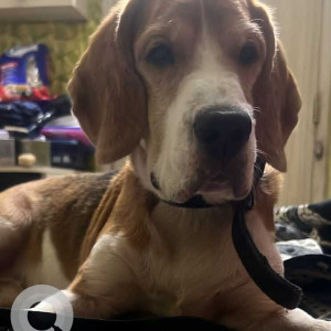 Found: White-Brown Mix Male Beagle Dog from Niljyoti Society, Gokhalenagar, Off SB Road