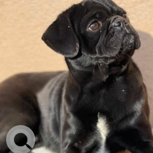 Missing: Black Male Pug Dog from Changunarayan nagarpalika