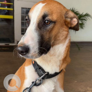Missing: White-Brown Mix Male Indie Dog from Sanjay Nagar