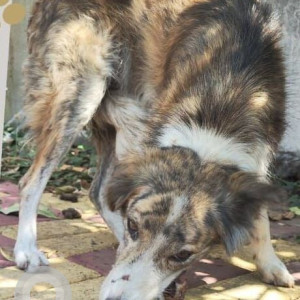 A White-Brown Mix Indie Dog Found from Wakad, Pimpri Chinchwad