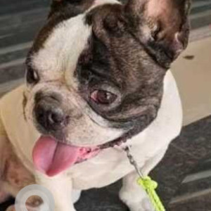 Found: White and Grey Male French Bulldog Dog from Airtel road, Kaspate wasti road, Wakad