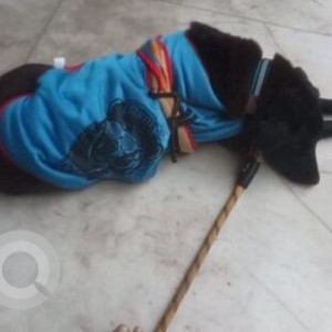 Found: Black Male Indie Dog from DLF-3 , Gurgaon