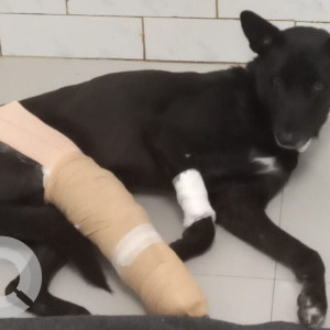 Missing: Black Male Indie Dog from CGS hospital Gurgaon