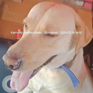 Found: Brown Male Labrador Dog from Sector 102, Gurgaon