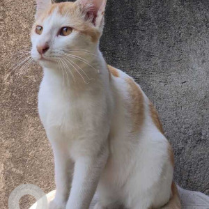 Missing: White-Brown Mix Male Indie Cat from Nowagaon, Guwahati