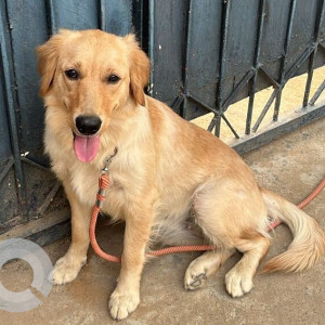 Found: Brown Female Golden Retriever Dog from Chattarpur metro station