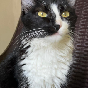 Missing: Black and White Female Black and white Cat from Road no. 48, ayyappa society main road, meha hills, hyderabad