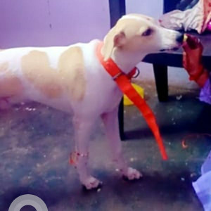 Missing: White-Brown Mix Male Indie Dog from Munirka New Delhi