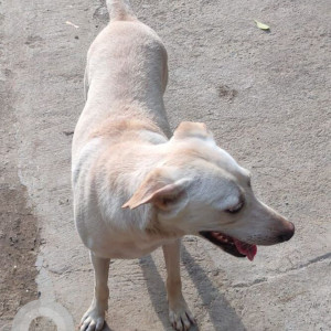 Missing: White Female Indie Dog from E-Block, South Extension Part 1