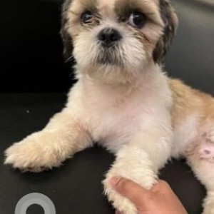 Missing: White Male Shih Tzu Dog from District Park, Hauskhas