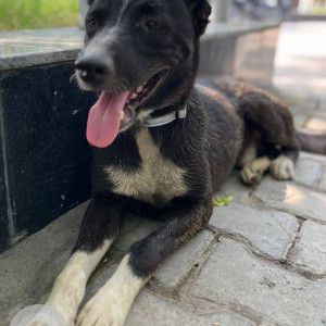 Found: Black and White Male Indie Dog from Dwarka Delhi, outside Orchid valley Apartment, sector - 19B