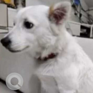 Missing: White Female Indian Spitz Dog from Moti Bagh Gurudwara