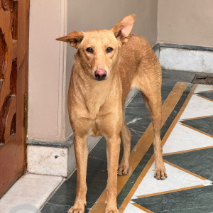 Found: Brown Female Indie Dog from South City 1, Gurgaon