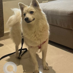 Found: White-Brown Mix Female Pomeranian Dog from Pimple Saudagar, opposite vision 9 mall