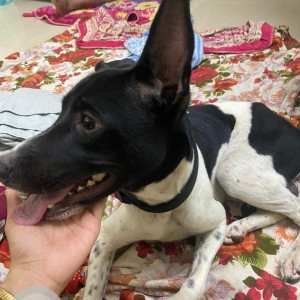 Found: Black and White Male Indie Dog from Sector 11,  Koparkhairane