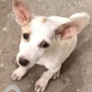 Missing: White Female Indie Dog from Silpukhri, Sanjeevni medicos near Dandiram bordoloi lane