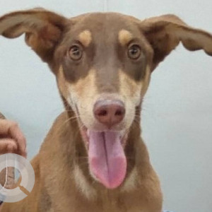 Missing: Brown Male Doberman Dog from 16 no bus stop, Thergaon Pune