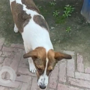 Missing: White-Brown Mix Male Indie Dog from Noida, Sector 7