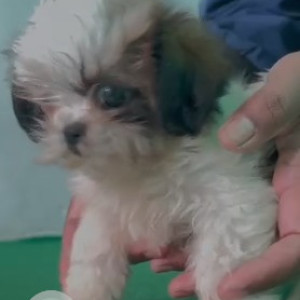 Missing: White-Brown Mix Female Suzoo Dog from Tatyatope society wanowarie opposite to Shivarkar garden