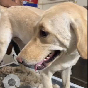 Missing: White Female Labrador Dog from Niti Khand, Indirapuram
