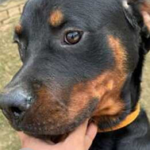 Found: Black and Brown Male Rottweiler Dog from Sector 91, Gurugram