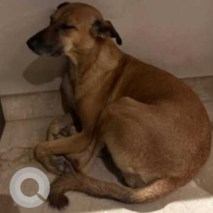 Missing: Brown Female Indie Dog from M15 Lane, DLF Phase 2, Gurgaon