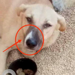 Missing: White-Brown Mix Female Indie Dog from IFFCO chowk, Gurgaon