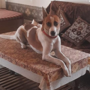 Missing: White-Brown Mix Male Indie Dog from Sector 40 south city 1 Gurgaon