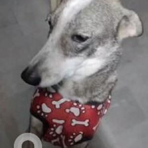 Missing: White and Grey Female Indie Dog from Prince Public School Mehrauli