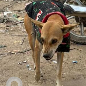Found: Brown Female Indie Dog from Sector 44 opposite Luminous power tech building