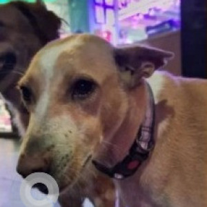 Missing: Brown Male Indie Dog from Shivalik Shilp Building, Iskcon Cross Rd, Sanidhya, Ahmedabad